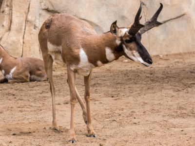 Antelope?