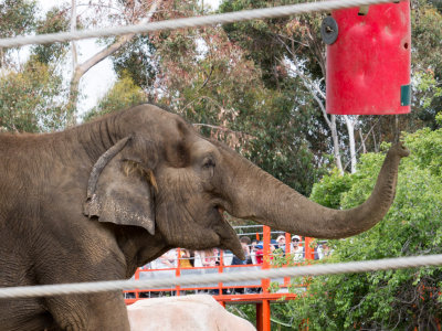 Indian Elephant