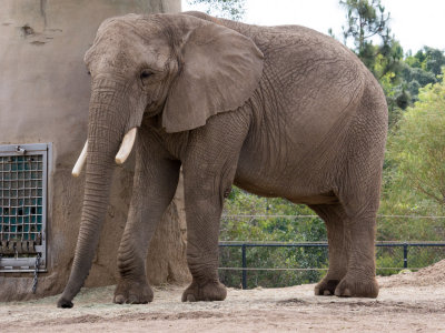 African Elephant
