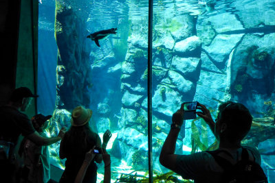 Penguin lagoon