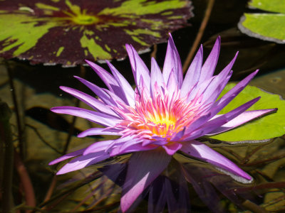 Lilly pond
