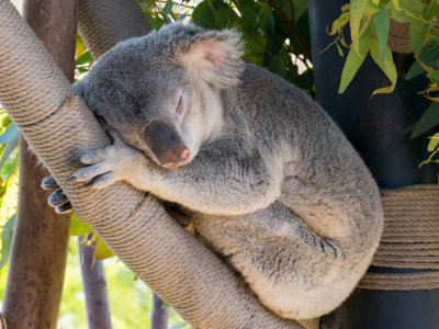 Koala snoozes