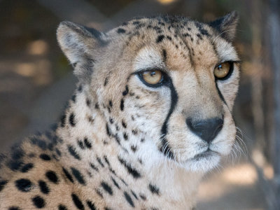 Cheetah
