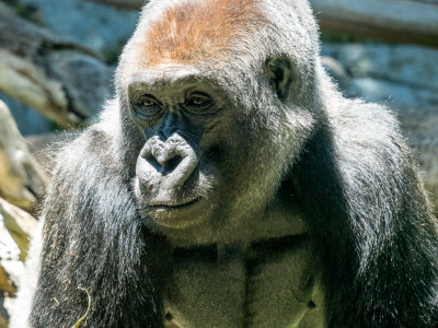 Gorilla