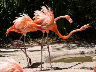Pink Flamingos