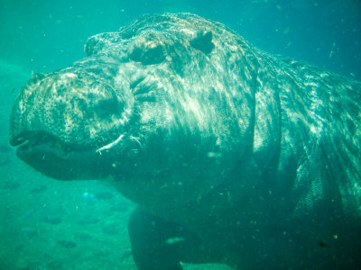 Hippo