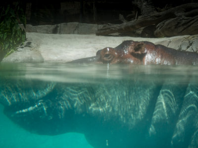 Hippo