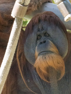 Mr. Orangutan