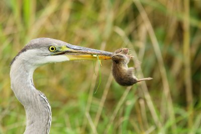 Reiger-043215.JPG