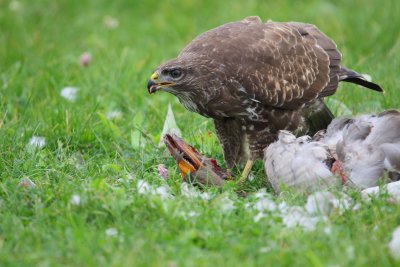 Buizerd-41154.JPG