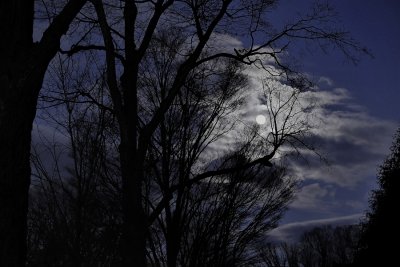 Moon in the trees