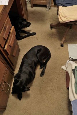 dark dogs hiding 04.jpg