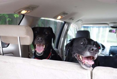 Happy Campin Dogs 08.jpg