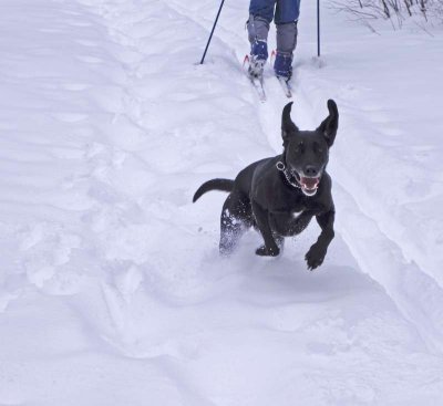 Tailer ski dog 14.jpg