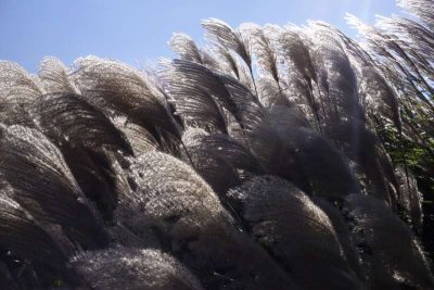 03turf grass.jpg