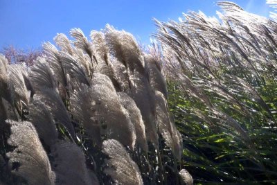 05turf grass.jpg
