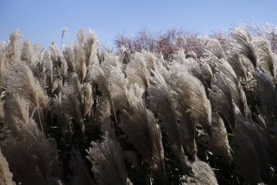 06turf grass.jpg