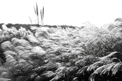 07turf grass.jpg