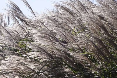08turf grass.jpg