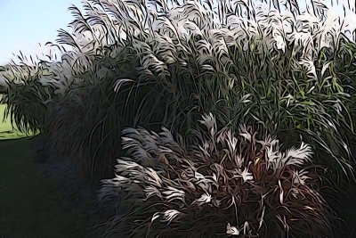 14turf grass.jpg