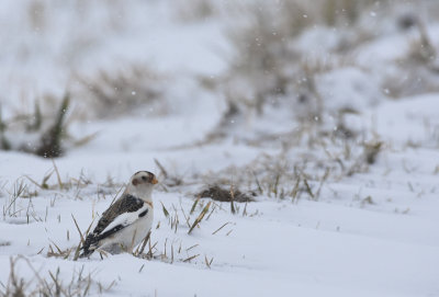 Snsparv-Snow bunting-(Plectrophenax Nivalis)