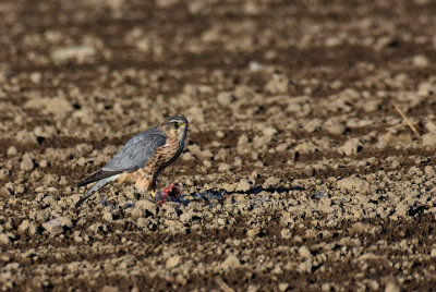 Stenfalk-Merlin-(Falco Columbarius)