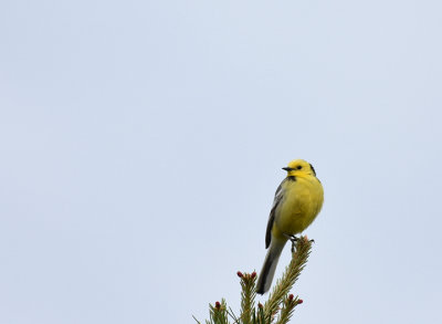 Citronrla-Citrine wagtail-(Motacilla Citreola)