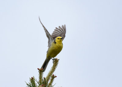 Citronrla-Citrine wagtail-(Motacilla Citreola)