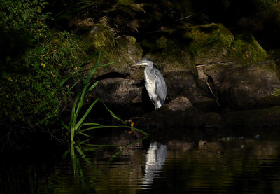 Grhger-Grey Heron-(Ardea Cinerea)