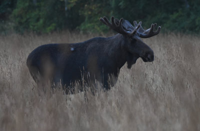 lg-Elk-(Alces Alces)