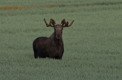 lg-Elk-(Alces Alces)