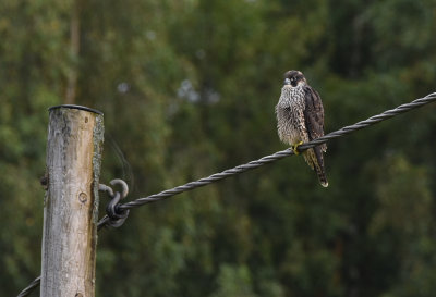 Pilgrimsfalk-Peregrine Falcon-(Falco Peregrine)