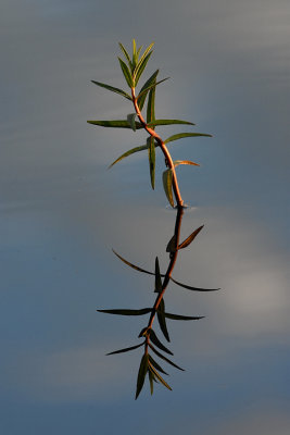 Skvattram-Marsh Labrador Tea-(Rhododendrum Tomentosum)