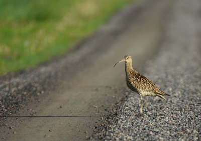 Storspov-Eurasian Curlew-(Numenius Arquata)