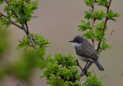 rtsngare-Lesser Whitethroat-(Sylvia Curruca)