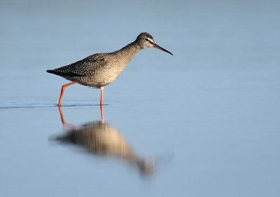 Svartsnppa-Spotted redshank-(Tringa Erythropus)