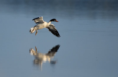 Gravand-Common Shelduck-(Tadorna Tadorna)