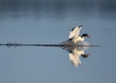 Gravand-Common Shelduck-(Tadorna Tadorna)