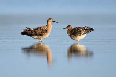 Brushane-Ruff-(Philomachus Pugnax)