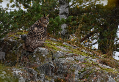 Berguv-Eurasian Eagle Owl-(Bubo Bubo)
