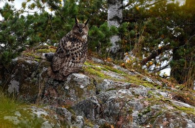 Berguv-Eurasian Eagle Owl-(Bubo Bubo)