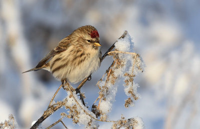 Grsiska-Common redpoll-(Carduelis Flammea)