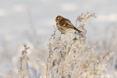 Grsiska-Common redpoll-(Carduelis Flammea)