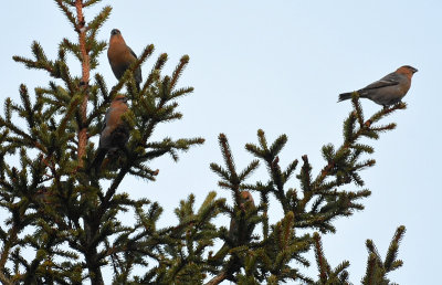 Tallbit-Pine grosbeak-(Pinicola Enucleator)