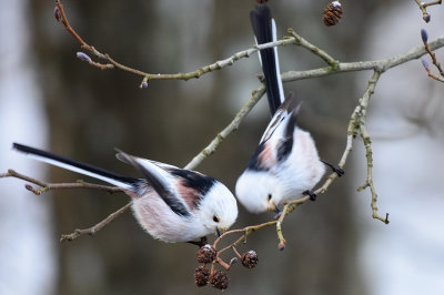 Stjrtmes-Long tailed tit-(Aegithalos Caudatus)