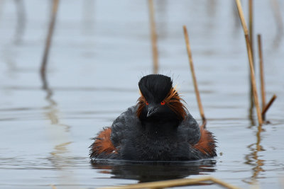 Svarthalsad dopping-Blacknecked grebe-(Podiceps Nigricollis)