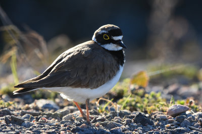 Shorebirds