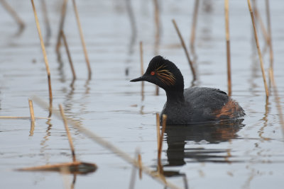 Svarthalsad dopping-Blacknecked grebe-(Podiceps Nigricollis)