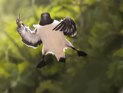 Petit Pingouin