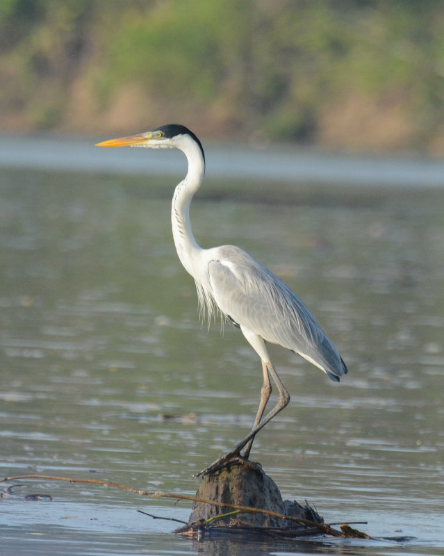 Cocoi Heron
